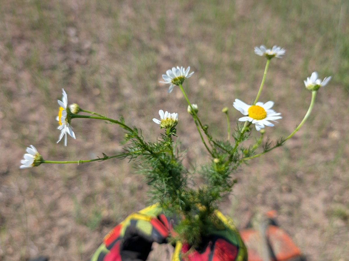 Invasive Vegetation Management&nbsp;Project