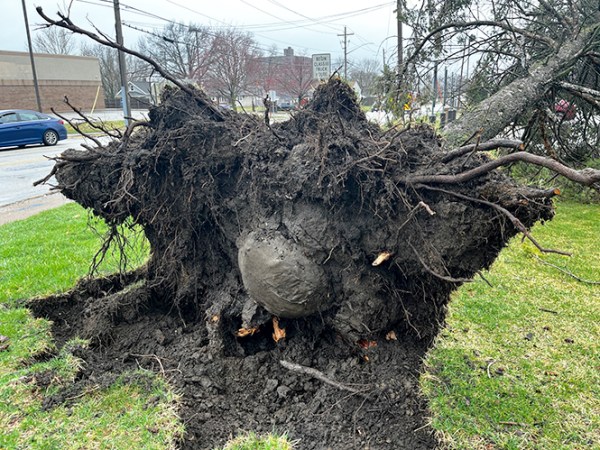 Root Bulbs: Soil and&nbsp;Wildlife