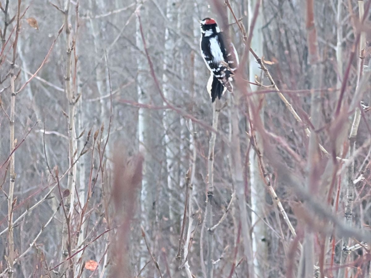 Winter Wildlife Sweeps